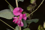 Bicolor lespedeza